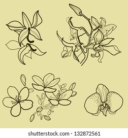 Set of floral design elements - orchid flowers