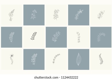 Set of floral design elements: plants, branches, leaves. Line hand drawn elements for logo, emblem, decoration.