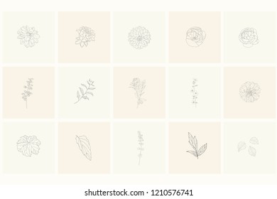 Set of floral design elements: plants, branches, leaves, rose, peony. Line hand drawn elements for logo, emblem, decoration.