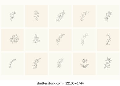 Set of floral design elements: plants, branches, leaves. Line hand drawn elements for logo, emblem, decoration.