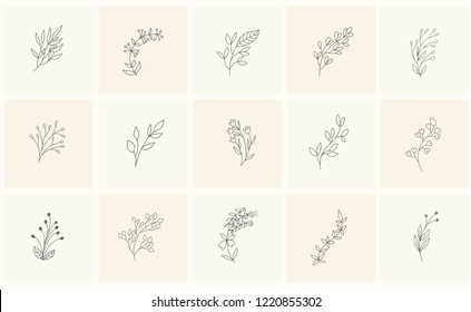 Set of floral design elements: plants, branches, leaves. Line hand drawn elements for logo, emblem, decoration.