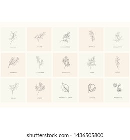 Conjunto de elementos de diseño floral: plantas, ramas, hojas. Elementos dibujados a mano para el logotipo, el emblema, la decoración.