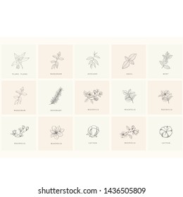 Conjunto de elementos de diseño floral: plantas, ramas, hojas. Elementos dibujados a mano para el logotipo, el emblema, la decoración.