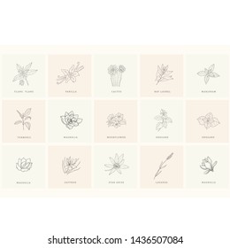 Set of floral design elements: plants, branches, leaves. Line hand drawn elements for logo, emblem, decoration.