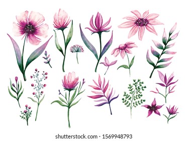 Set of Floral Design Elements in Water color Style Illustration