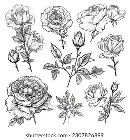 set of floral doodle with rose flower leaves and branch