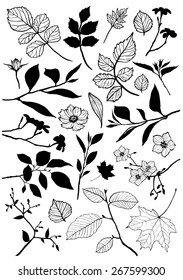 Set of floral element for design, vector illustration.