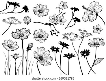 Set of floral element for design, vector illustration.