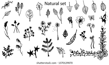 Set of floral element, Natural design,Decoration-hand drawn vector.