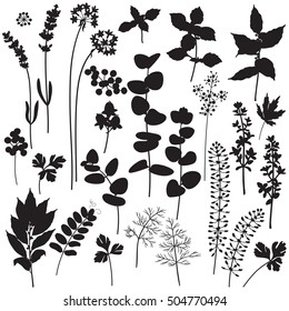 Set of floral elements and berries silhouette. Black shape of plants isolated on white.