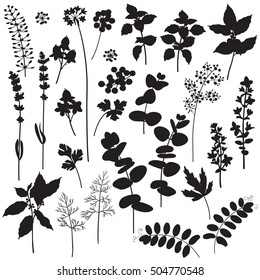 Set of floral elements and berries silhouette. Black shape of plants isolated on white.