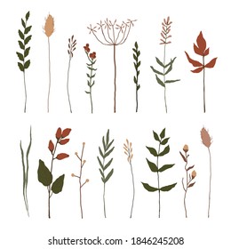 Set of floral elements. Botanical collection. Set of field flowers, herbs. Flowers, leaves, branches and other natural elements. Vector illustration