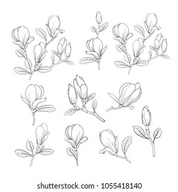 Set of floral elements. Bundle of Linear sketch of Magnolia Flowers. Collection of Hand drawn style black and white line illustrations on a white background. Vector illustration