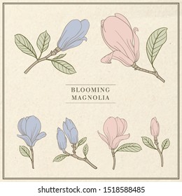 Set of floral elements. Bundle of Linear sketch of Magnolia Flowers. Collection of Hand drawn style black and white line illustrations on a white background. Vector illustration.