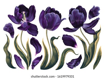 Set of floral elements with dark violet, navy blue tulips flowers leaves and petals. Hand drawn, vector, realistic flowers for wedding invitation, patterns, wallpapers, fabric, wrapping paper, print