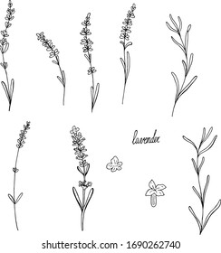 Set of floral elements for design - lavender, lavandula branch