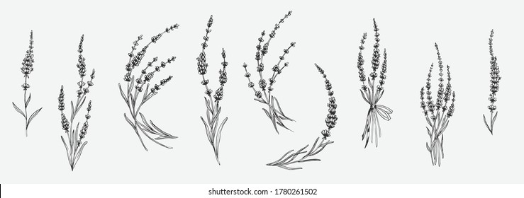 Set of floral elements for design - lavender, lavandula branch. Sketch element for labels, packaging and cards design.