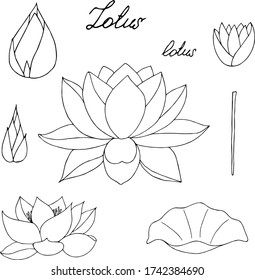 Set of floral elements for design - lotus flower, leaf, button