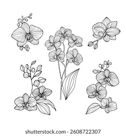 set of floral elements. Elegant hand drawn orchid illustrations in black line art style on white background. Botanical elements. For tattoo designs, wedding invitations, prints, coloring books.