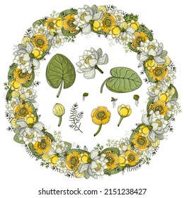 Un conjunto de elementos florales. Flores y hojas de nenúfar (nenuphar, raqueta, lirio de vaca) y algas de pato. La corona de nenúfares. Flores dibujadas a mano para invitación, boda o postal. 