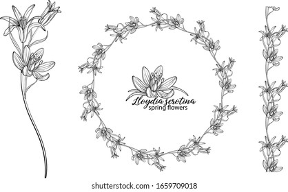 Conjunto de elementos florales de las flores serotinas de Lloydia.Flores de primavera. Lloydia serotina
