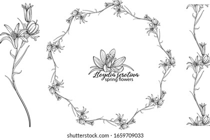 Set of floral elements of Lloydia serotina flowers. Spring flowers. Lloydia serotina