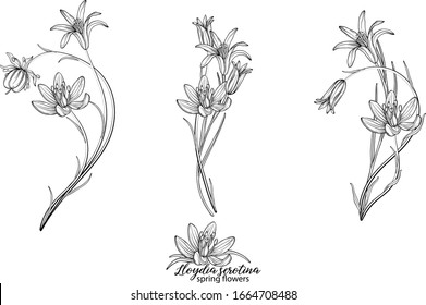 Set of floral elements of Lloydia serotina flowers. Spring flowers. Lloydia serotina