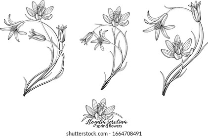 Set of floral elements of Lloydia serotina flowers. Spring flowers. Lloydia serotina