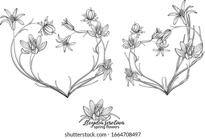 Set von Blumenelementen der Lloydia Serotina Blumen.Frühlingsblumen. Lloydia Serotina