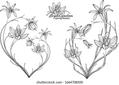 Set of floral elements of Lloydia serotina flowers. Spring flowers. Lloydia serotina