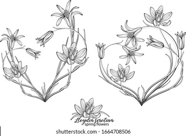 Set of floral elements of Lloydia serotina flowers. Spring flowers. Lloydia serotina