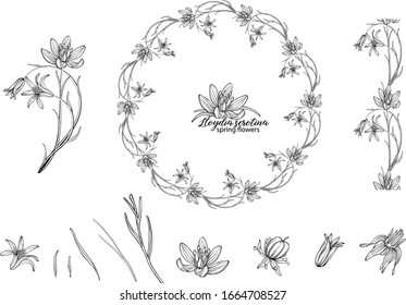 Set of floral elements of Lloydia serotina flowers. Spring flowers. Lloydia serotina