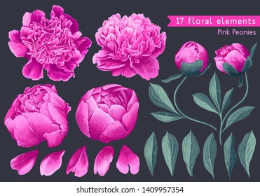 Set of floral elements with pink peonies flowers and leaves. Hand drawn, vector botanical flora for decoration, wedding invitation, patterns, wallpapers, fabric, wrapping paper. Realistic style.