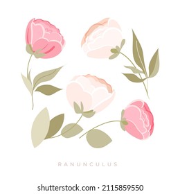 Set of floral elements. Pink Ranunculus vector flowers and green leaves isolated on white background. Vector arrangements for greeting card or wedding invitation design. Flat style illustration