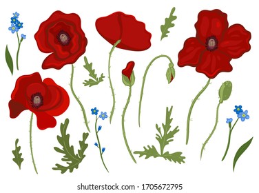Set of floral elements poppies and forget-me-nots isolated on a white background. Vector graphics.