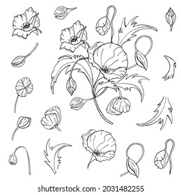 Set of floral elements. Poppy. Flower poster, invite.  Black vector illustration on isolated white background. Wedding concept - flowers. Arrangements for greeting cards or invitation designs.