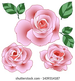  set of floral elements, roses and leaves in bright colors