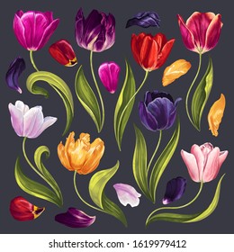 Set of floral elements with varicoloured tulips flowers leaves and petals. Hand drawn, vector, realistic flowers for wedding invitation, patterns, wallpapers, fabric, wrapping paper, print for clothes