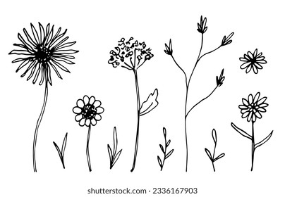 Set of floral elements. Various flowers on the stem, herbs, twigs. Hand drawn vector illustration with black outline. Sketch in ink.