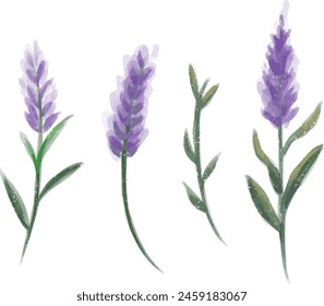 Set of floral elements watercolor drawn flower and blue blueish lavender wedding concept flowers poster vector arrangements for greeting card or invitation design or clip art 