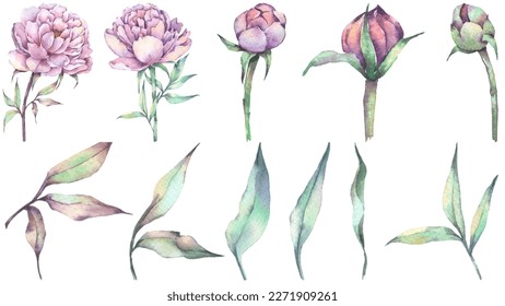 Conjunto de elementos florales. Flores de peonía acuarela. Ilustración de banner, afiche, fondo o tarjeta de saludo. Colección de botánica floral dibujada a mano. Ilustración vectorial sobre fondo blanco. 