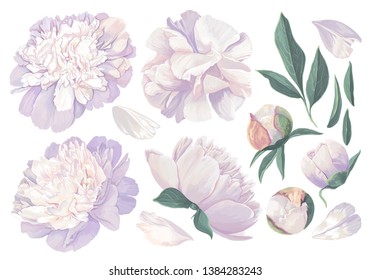 Set of floral elements with white peonies flowers and leaves. Hand drawn, vector botanical flora for decoration, wedding invitation, patterns, wallpapers, fabric, wrapping paper. Realistic style.