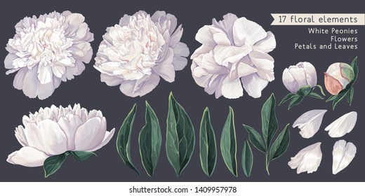 Set of floral elements with white peonies flowers and leaves. Hand drawn, vector botanical flora for decoration, wedding invitation, patterns, wallpapers, fabric, wrapping paper. Realistic style.
