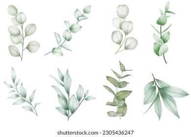 set of  floral eucalyptus watercoor elements