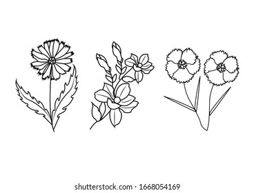 Set of floral hand-drawn line art 