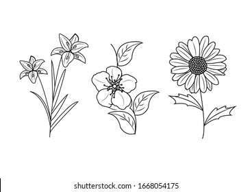 Set of floral hand-drawn line art 