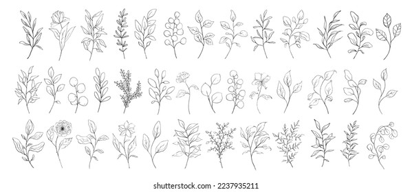 Set of floral line art branch, leaf, plants. Botanic outline pencil sketch draw leaves isolated on white background. Hand drawn vector illustration