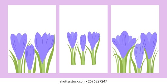 Set of floral posters with place for text. Purple crocus flowers with leaves and grass. Vector flat botanical illustration for spring greeting cards