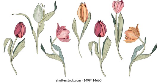 Set floral summer elements from tulips. For romantic, spring and easter designs. For the design of announcements, cards, posters, advertising, cosmetics, clothing,.
