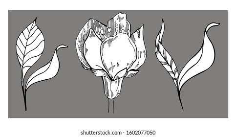 Set of floral vector drawings. Apple blossom on a gray background. Vector floral illustration. Floral element on a gray background. Can be used for printing, websites, textiles, wrapping paper.